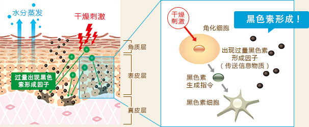 水分蒸发 干燥刺激 过量出现黑色
素形成因子 角质层 表皮层 真皮层 干燥刺激 黑色素形成! 角化细胞 出现过量黑色素形成因子(传送信息物质) 黑色素生成指令 黑色素细胞