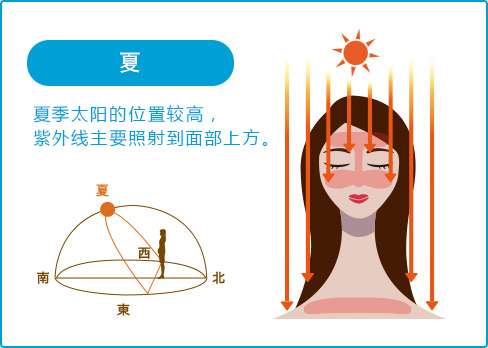 夏 夏季太阳的位置较高， 紫外线主要照射到面部上方。